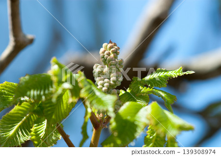 Buds of the red-flowered horse chestnut tree (Aesculus hippocastanum) Buds of the red-flowered horse chestnut tree (Aesculus hippocastanum) 139308974