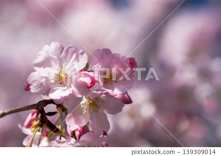 櫻花 石川櫻花 139309014