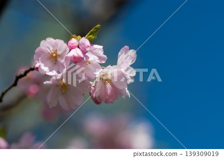 Sakura Shikawa Sakura Sakura Shikawa Sakura 139309019