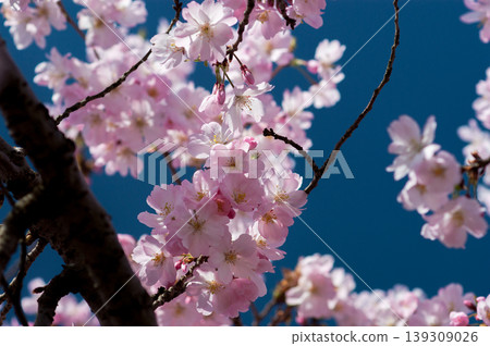 Sakura Shikawa Sakura Sakura Shikawa Sakura 139309026
