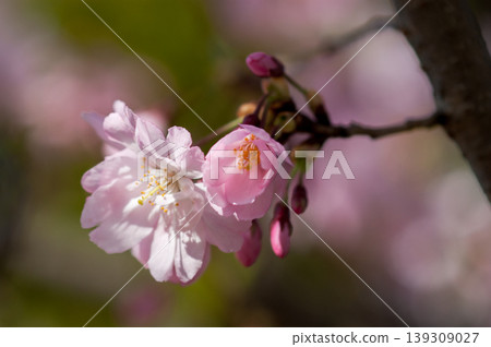 櫻花 石川櫻花 139309027