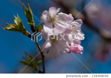 櫻花 石川櫻花 櫻花 石川櫻花 139309030