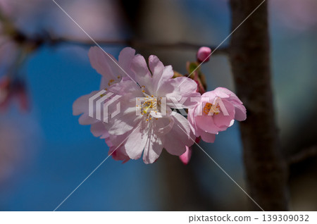 Sakura Shikawa Sakura Sakura Shikawa Sakura 139309032