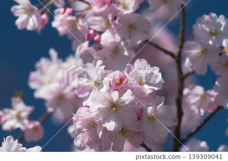 Sakura Shikawa Sakura 139309041