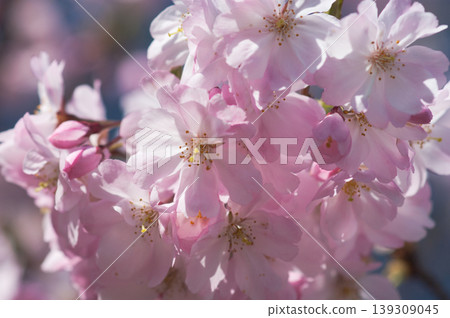 Sakura Shikawa Sakura Sakura Shikawa Sakura 139309045