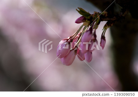 櫻花 石川櫻花 櫻花 石川櫻花 139309050