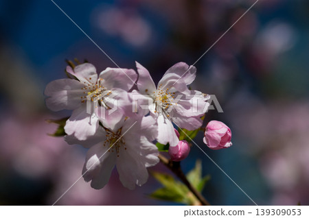 Sakura Shikawa Sakura 139309053
