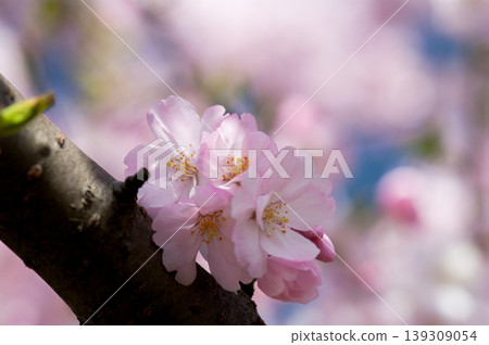Sakura Shikawa Sakura Sakura Shikawa Sakura 139309054
