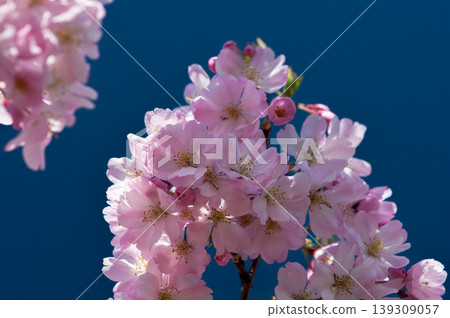 櫻花 石川櫻花 139309057