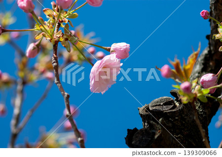 櫻花雙櫻桃樹 139309066