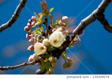 Cherry Blossoms Ukonzakura on the Shinano River Yasuragi Embankment 139309074