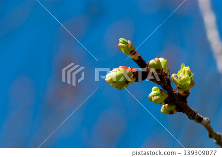 Cherry blossoms Ukonzakura buds 139309077