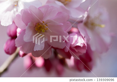 Sakura Shikawa Sakura Sakura Shikawa Sakura 139309096