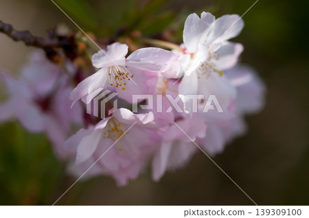 櫻花 石川櫻花 139309100