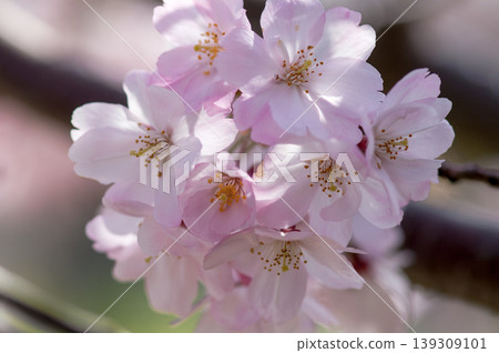 櫻花 石川櫻花 139309101