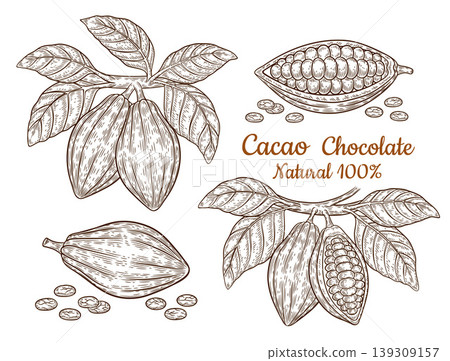 Cocoa beans pod, chocolate cacao fruit tree plant branch and leaves. Tropical nut seed botanical line sketch. Hot aroma drink, sweet dessert candy food ingredient. Vintage engraving. Hand drawn vector Cocoa beans pod, chocolate cacao fruit tree plant branch and leaves. Tropical nut seed botanical line sketch. Hot aroma drink, sweet dessert candy food ingredient. Vintage engraving. Hand drawn vector 139309157