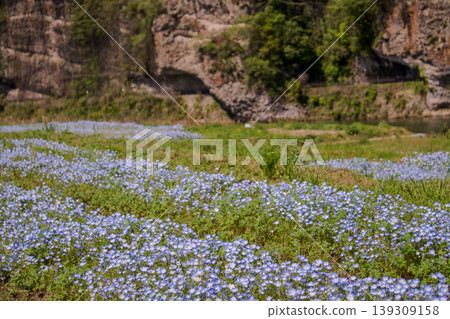 Nemophila flower fields stretching along the cliffs and riverbanks Nemophila flower fields stretching along the cliffs and riverbanks 139309158