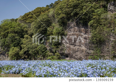A field of nemophila flowers stands out against the rocky cliffs and fresh greenery. A field of nemophila flowers stands out against the rocky cliffs and fresh greenery. 139309159