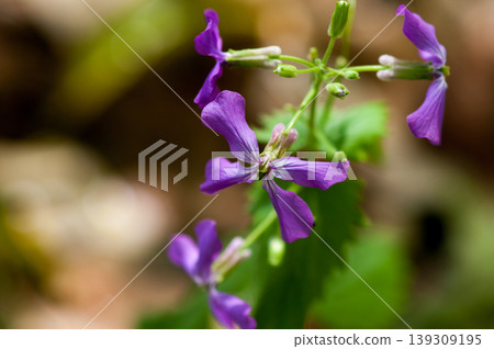 Purple flowers of Ginsenso Purple flowers of Ginsenso 139309195