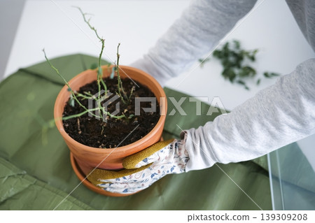 Hands in gardening gloves holding a potted plant, creating a minimalist indoor plant care setup for modern home Hands in gardening gloves holding a potted plant, creating a minimalist indoor plant care setup for modern home 139309208