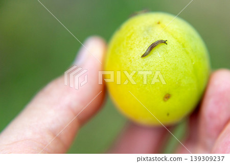 Yellow plums and a small slug Yellow plums and a small slug 139309237