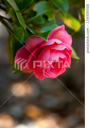 Snowy camellia flower Snowy camellia flower 139309308