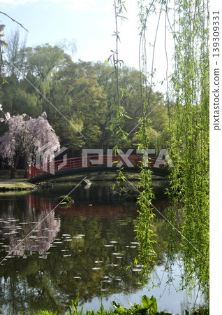 Echigo Yuzawa Central Park, Weeping Cherry Tree Echigo Yuzawa Central Park, Weeping Cherry Tree 139309331