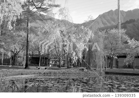 Echigo Yuzawa Central Park, Weeping Cherry Tree Echigo Yuzawa Central Park, Weeping Cherry Tree 139309335