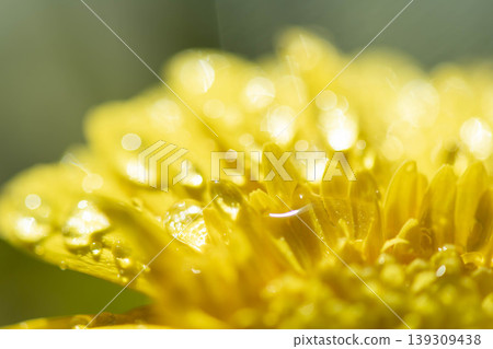 Water droplets on yellow flowers Water droplets on yellow flowers 139309438