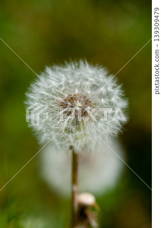 Fluff of dandelion Fluff of dandelion 139309479
