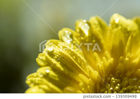 雨滴下的黃色花朵微距攝影 雨滴下的黃色花朵微距攝影 139309498