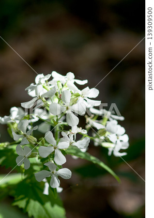 人參草的白花 人參草的白花 139309500