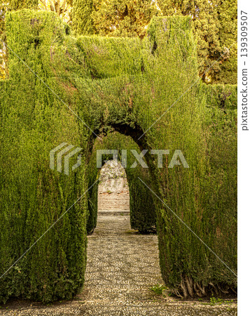 Sunlit Topiary Hedge Archway Leading to Pebbled Garden Path in Alhambra Generalife Gardens Granada 139309507