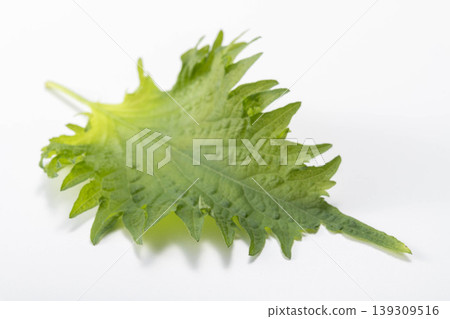 紫蘇(日本紫蘇)葉子的特寫鏡頭,背景是白色——一種新鮮多汁的日本芳香蔬菜。 紫蘇(日本紫蘇)葉子的特寫鏡頭,背景是白色——一種新鮮多汁的日本芳香蔬菜。 139309516