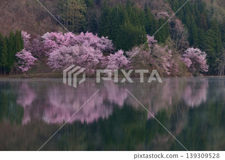 Omachi cherry tree of Nakanishi Omachi cherry tree of Nakanishi 139309528
