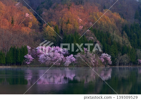 Omachi cherry tree of Nakanishi Omachi cherry tree of Nakanishi 139309529
