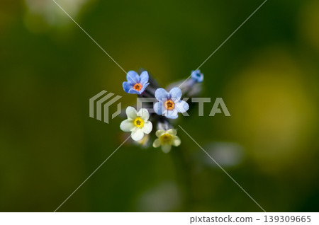 Forget-me-nots (Myosotis discolor) whose flowers change color. Forget-me-nots (Myosotis discolor) whose flowers change color. 139309665