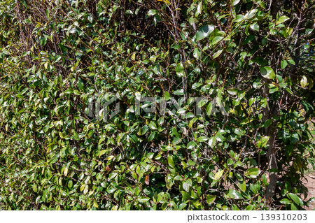 The Japanese Michelia, a plant with banana-like flowers (Magnolia family) The Japanese Michelia, a plant with banana-like flowers (Magnolia family) 139310203