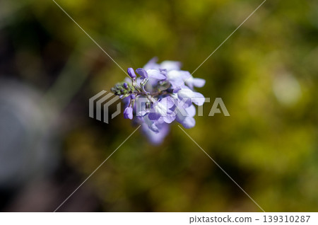 Pine needle orchid Pine needle orchid 139310287