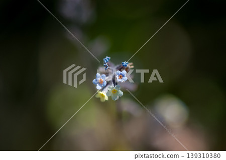 Forget-me-nots (Myosotis discolor) whose flowers change color. Forget-me-nots (Myosotis discolor) whose flowers change color. 139310380