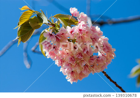 Cherry Blossoms Ukonzakura (Ukonzakura) in cosmetic bloom along the Shinano River Yasuragi embankment 139310678