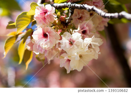 櫻花 Ukonzakura (Ukonzakura) 在信濃川 Yasuragi 堤岸盛開 櫻花 Ukonzakura (Ukonzakura) 在信濃川 Yasuragi 堤岸盛開 139310682