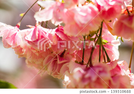 櫻花 Ukonzakura (Ukonzakura) 在信濃川 Yasuragi 堤岸盛開 櫻花 Ukonzakura (Ukonzakura) 在信濃川 Yasuragi 堤岸盛開 139310688