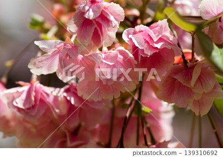 櫻花 Ukonzakura (Ukonzakura) 在信濃川 Yasuragi 堤岸盛開 櫻花 Ukonzakura (Ukonzakura) 在信濃川 Yasuragi 堤岸盛開 139310692