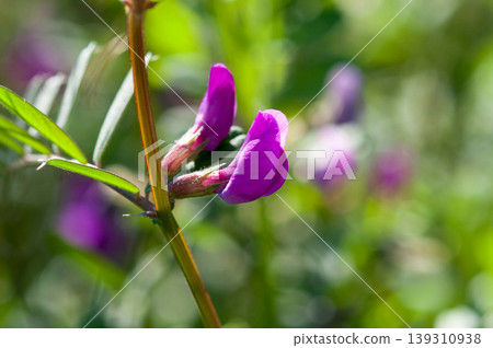Kono Beans Kono Beans 139310938