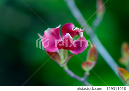 Flower tree Flower tree 139311038