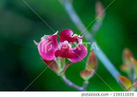 Flower tree Flower tree 139311039