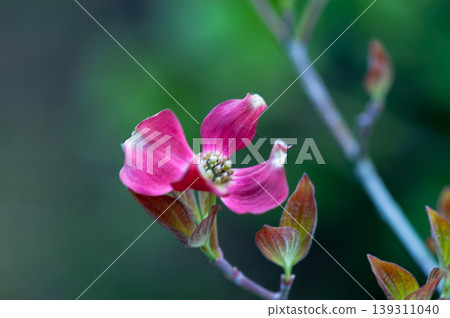 Flower tree Flower tree 139311040