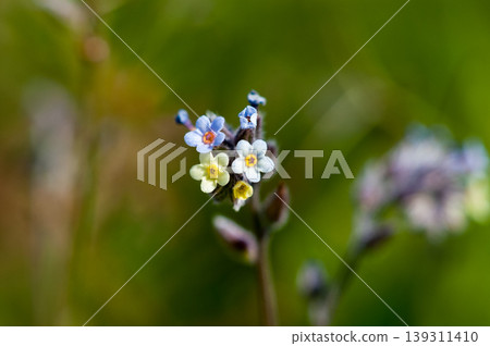 勿忘我(Myosotis discolor),其花會變色。 勿忘我(Myosotis discolor),其花會變色。 139311410