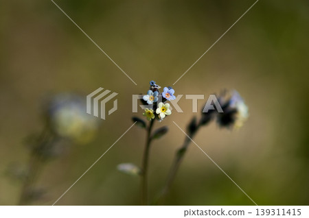 勿忘我(Myosotis discolor),其花會變色。 勿忘我(Myosotis discolor),其花會變色。 139311415